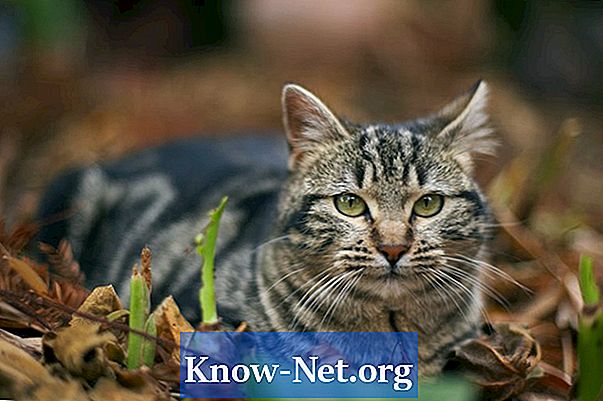 Миризми и билки за отблъскване на котки