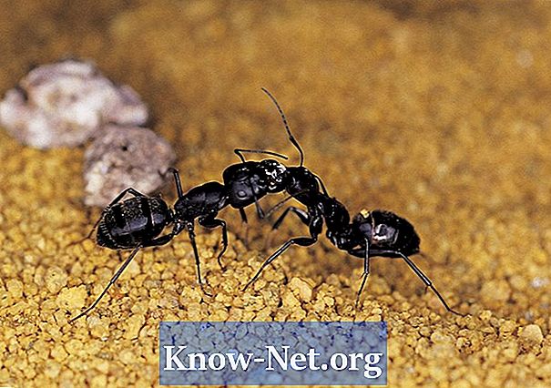 Utječe li temperatura na opstanak mrava?