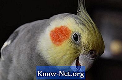 Symptom på loppor och kvalster hos djurfåglar