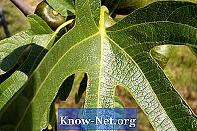 Uporaba suhih listov fig