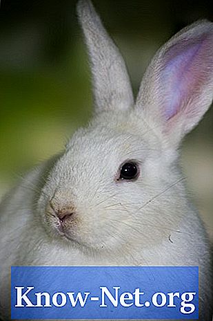 Haarausfall bei Kaninchen