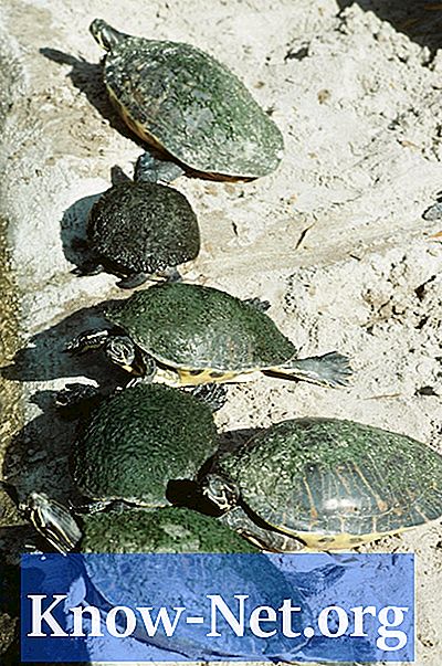 Période de gestation dans les oeufs de tortue