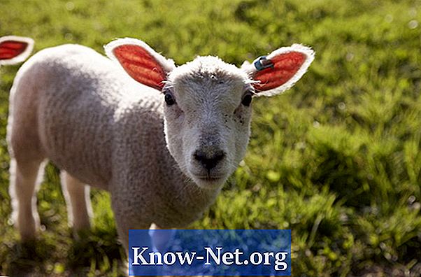 По какви причини една овца не кърми бебето си?
