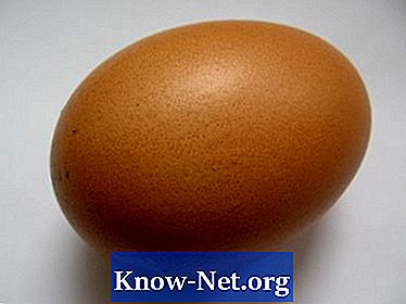 Berapa lamakah buaya buaya tinggal di dalam telur?