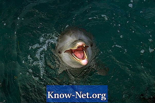 Waarom hebben dolfijnen geen kieuwen?