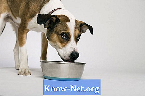 Pourquoi mon chien tousse-t-il et boit-il trop d'eau? - Des Articles