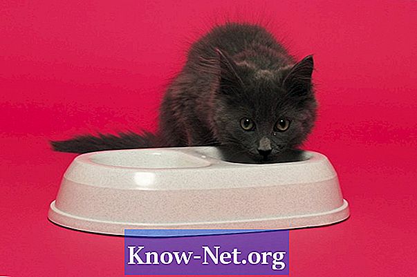 Pourquoi mon chat laisse-t-il tomber son bol d'eau? - Des Articles