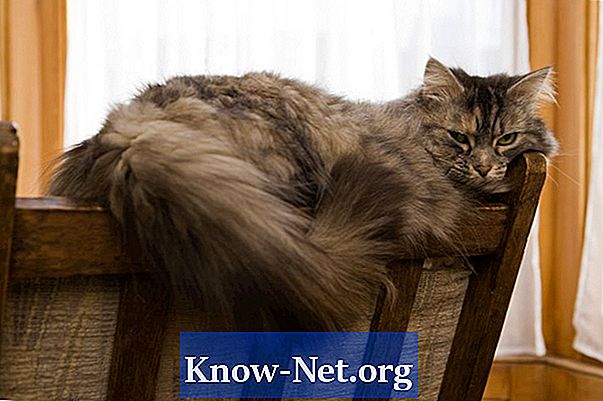 Simptomi hipotiroidizma pri mačjih