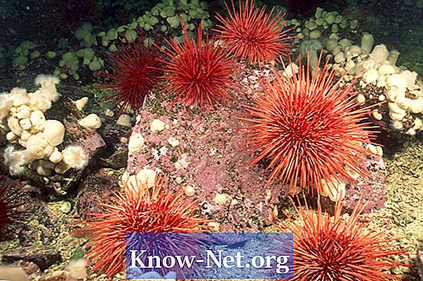 Predator Sea Urchin