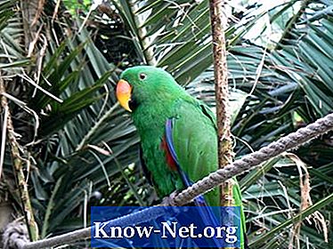 Eclectus Papagei Gesundheitsprobleme