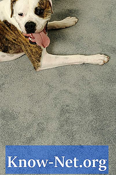 Gesundheitliche Probleme, die Menschen beim Atmen von Tieren auf Teppichen mit Urin haben können - Artikel