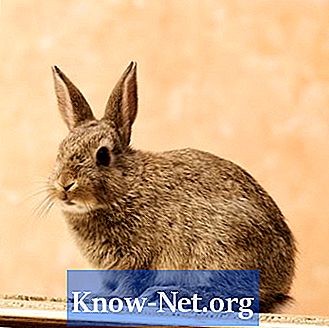 Welke fysieke aanpassingen moet een konijn hebben om te overleven in zijn habitat?