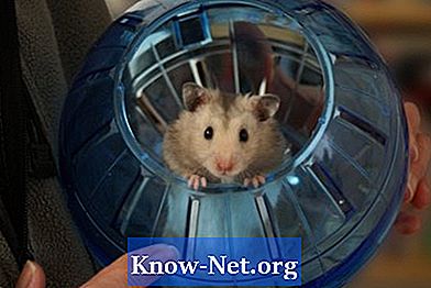 Hvad forårsager hævelse i hamstere?