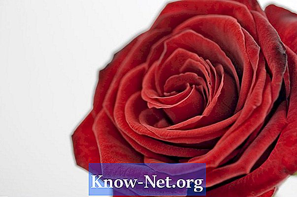 Vad får rosenknopparna att bli bruna innan de blommar i rosenbuskarna