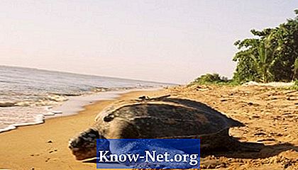Quels soins l'homme devrait-il prendre avec les tortues de mer? - Des Articles