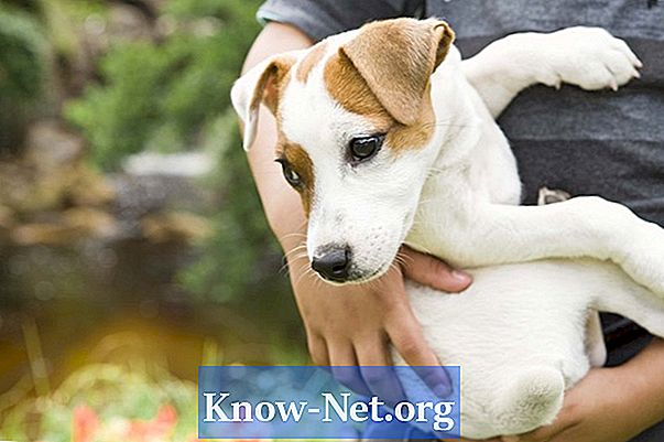 Katera esencialna olja ubijejo pršice na psovih ušesih? - Članki