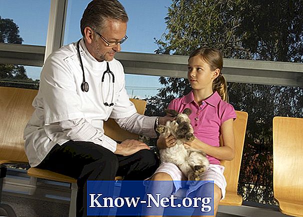 Aké sú liečby meningitídy u psov?