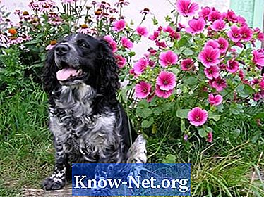 אילו צמחים מקומיים רעילים לכלבים?