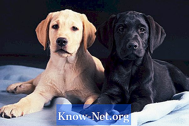 Kokios šunų veislės turi baseino membraną?