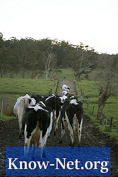 Koji su uzroci slabosti na stražnjim nogama mliječnih krava?