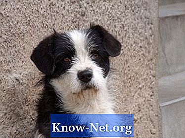 Quelles sont les options de traitement pour les chiens atteints de cancer dans les ganglions lymphatiques?