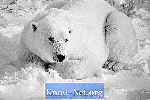 ध्रुवीय भालू को प्रभावित करने वाले एबियोटिक और बायोटिक कारक क्या हैं?