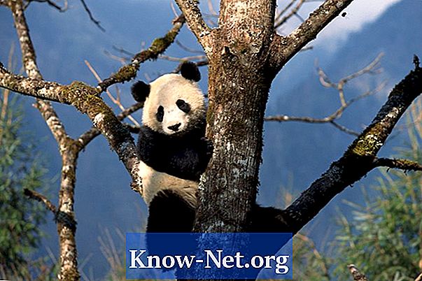 Quels sont les ennemis naturels du panda géant?