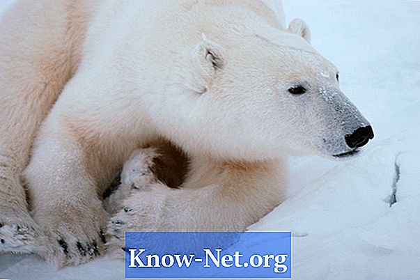 Quais tipos de animais vivem na calota polar?