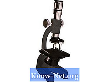 Vilka typer av organismer kan ses i ett skolmikroskop?