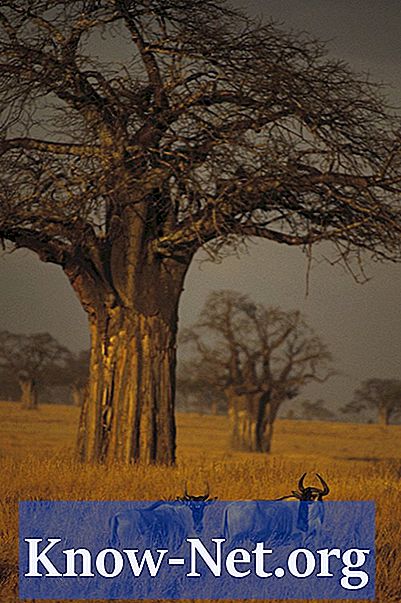 Hvilke typer gnavere lever på den afrikanske savanne?