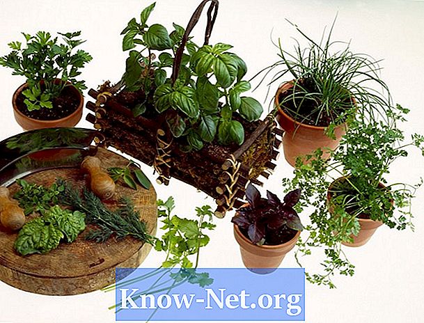 Welke groenten en eetbare planten groeien het beste in binnenruimtes?