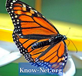 Koks skirtumas tarp vyrų ir moterų monarcho drugelio
