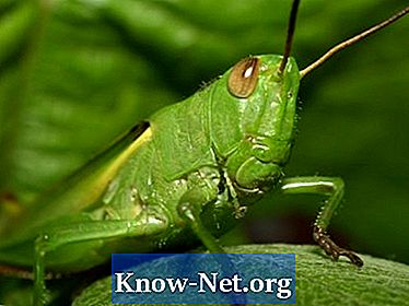 Vad är betydelsen av gräshoppor?