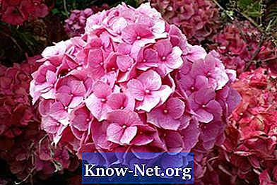Hvordan plante hortensiaer i vaser