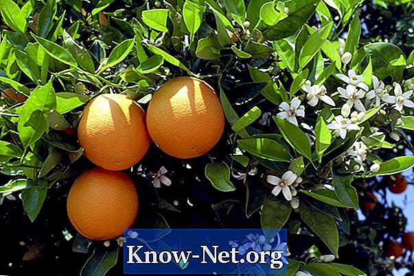 Kaip giliai yra apelsinų medžių šaknys?