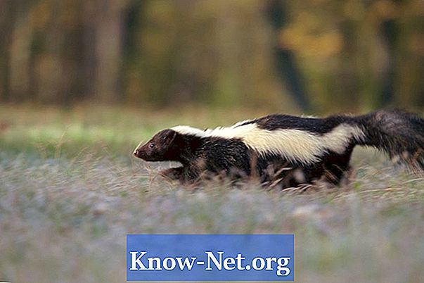 Cât durează să dispară mirosul unui skunk?