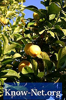 Hoe lang duurt het voordat een sinaasappelboom groeit?