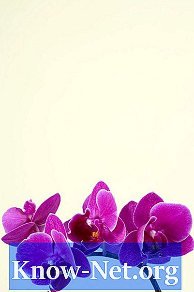 Katero cvetje združuje z orhidejami v dogovoru?