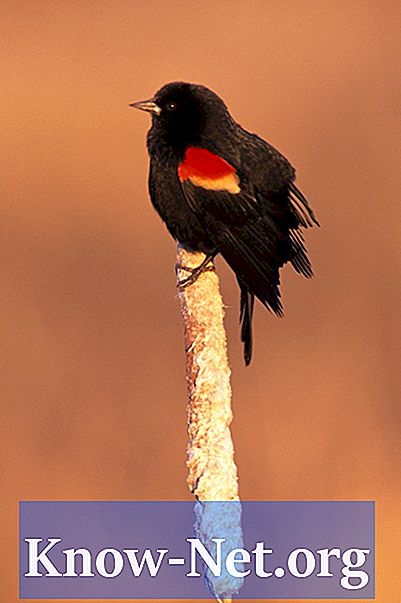Które ptaki są czerwone i czarne?