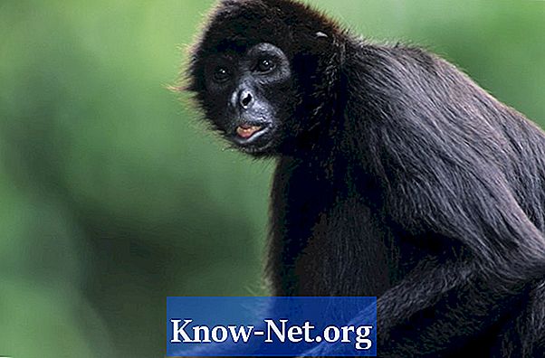 Ce fel de primat este o maimuță de păianjen?