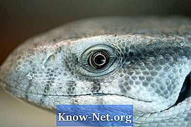 Hvilken type åndedrettssystem har reptiler?