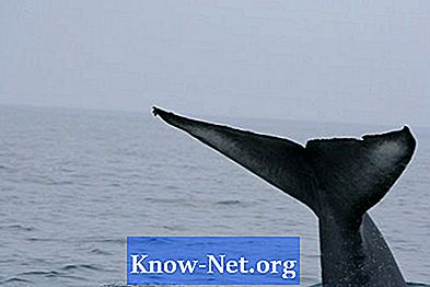 Que tipos de baleia comem krill?