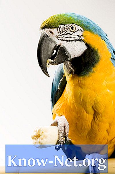 Ce tipuri de papagali și macaws pot consuma?