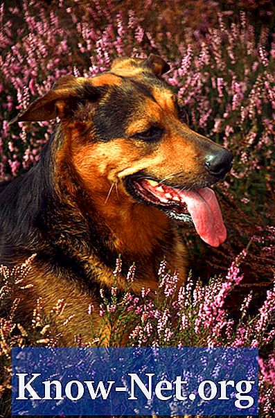 Namų gydymo priemonės šunų alergijoms