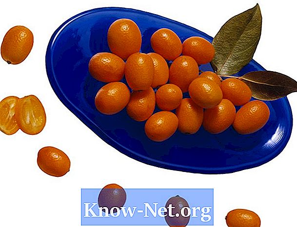 Träd med små orange frukter