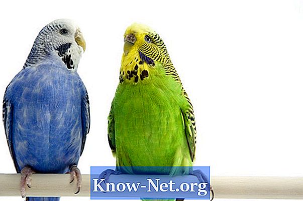A papagájokon lévő tollak változásának jelei