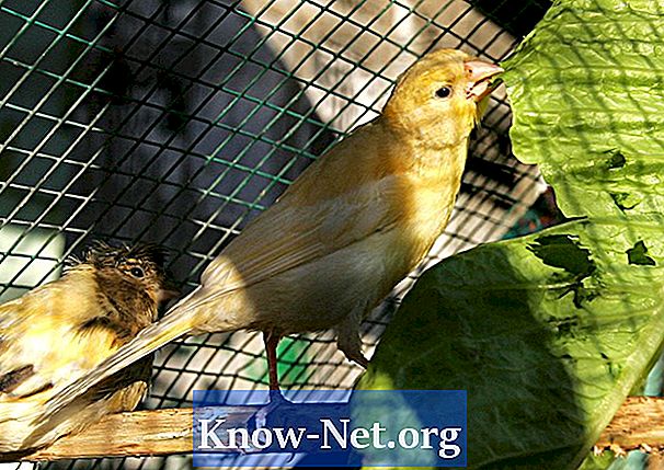 Признаците за сезон на чифтосване в мъжки канарчета