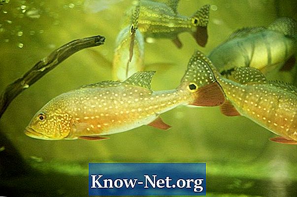 Σημεία και συμπτώματα παρουσίας αμμωνίας σε δεξαμενές ψαριών