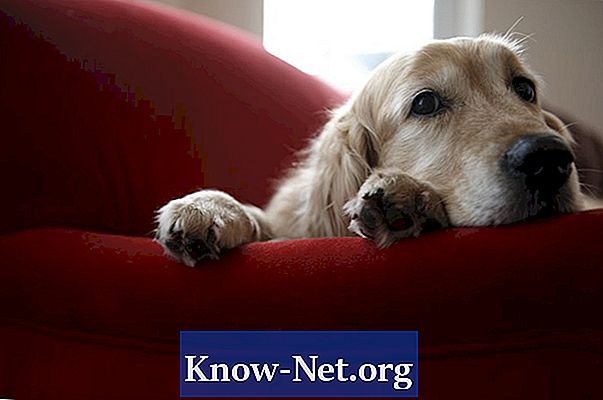 Behandlung des Plattenepithelkarzinoms bei Hunden