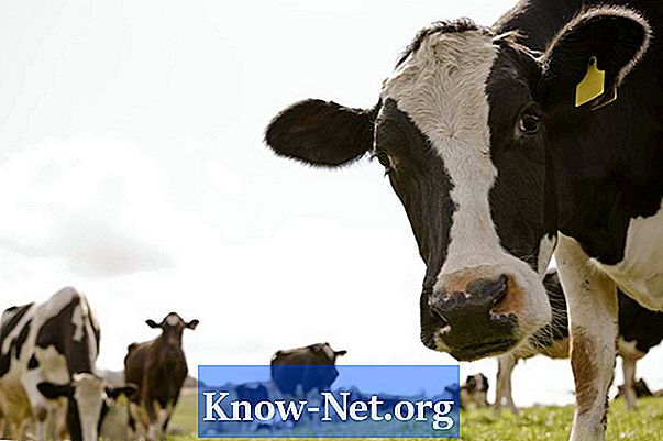 Tanda dan gejala rabies dalam lembu
